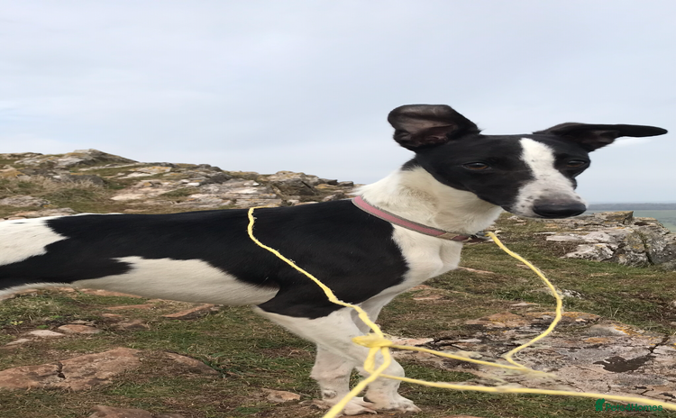 Whippet dogs - Advert 3