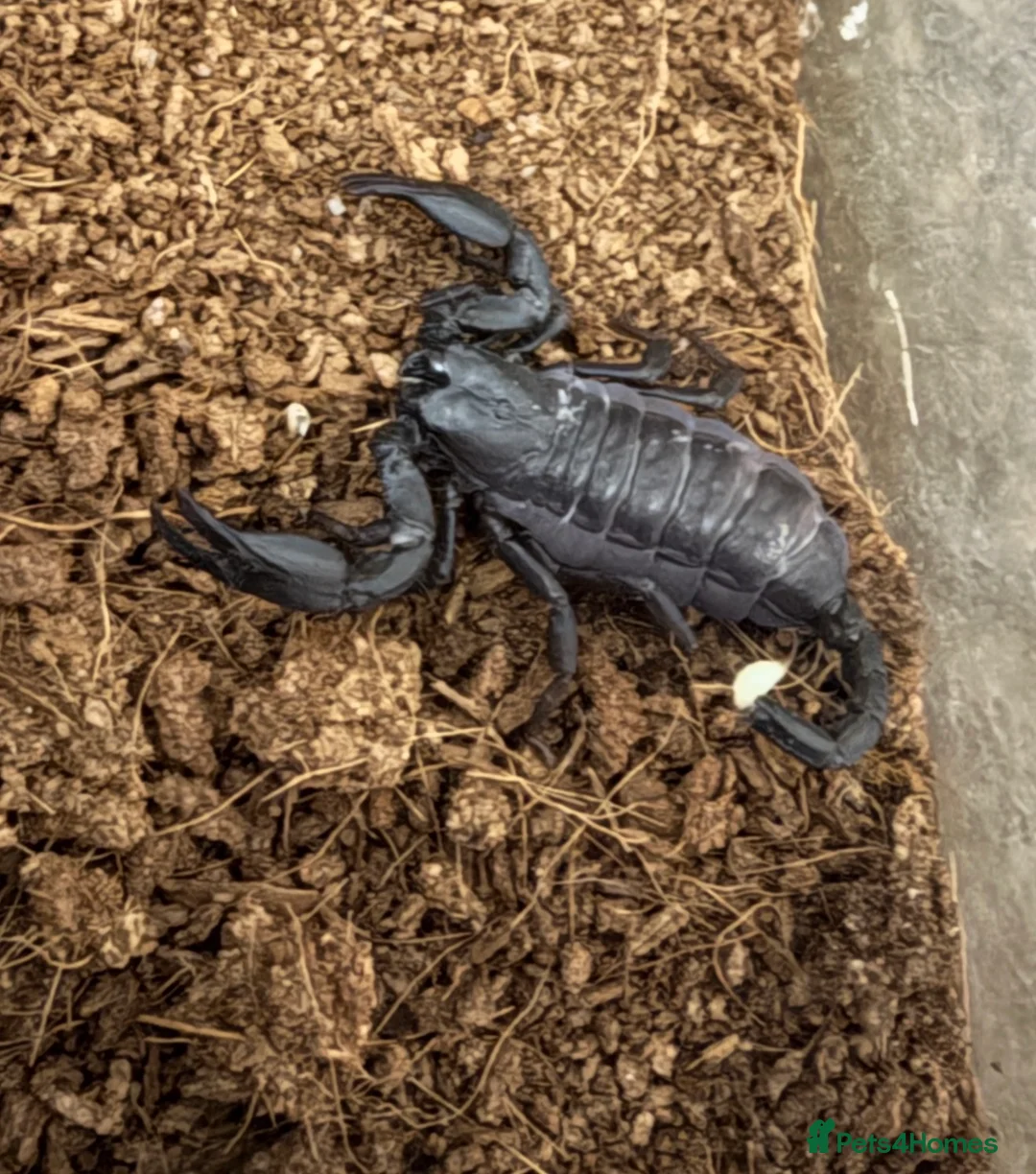 Scorpions invertebrates for sale: Healthy Asian Forest Scorpion with setup - Advert 5