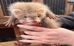 Ferret rodents for sale: Part-angora kits  - Image 7