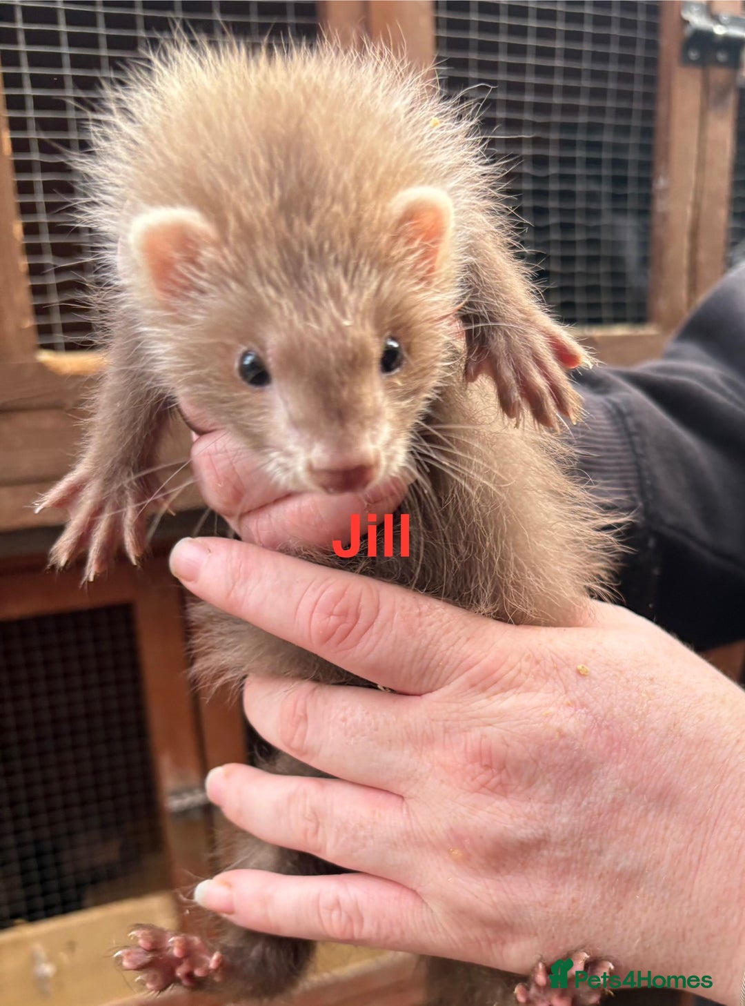Ferret rodents for sale: Part-angora kits  - Image 7