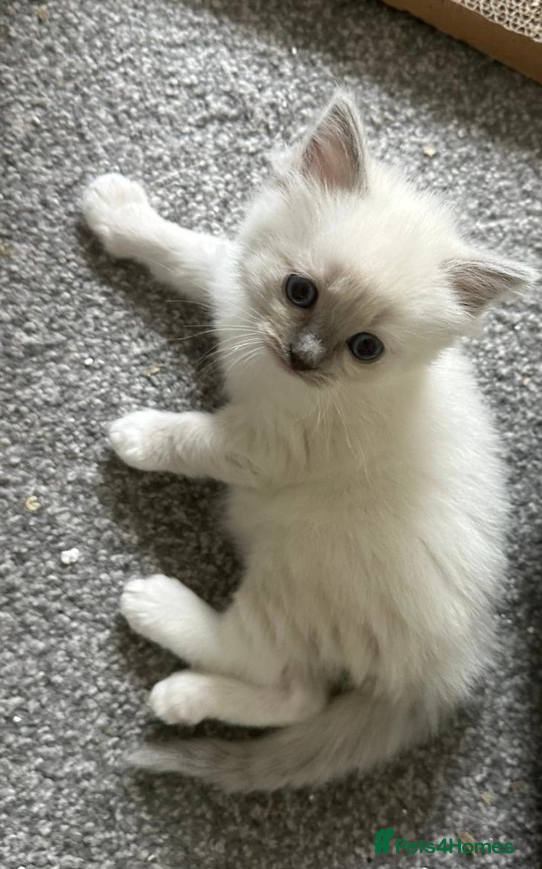 Ragdoll cats for sale: Ragdoll kittens  - Image 5