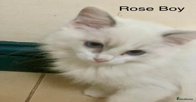 Ragdoll cats - Advert 8