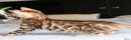 Bengal cats for sale: Beautiful Bengal kittens for sale in Leeds - Advert 8