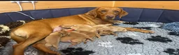 Labrador Retriever dogs for sale: Two beautiful fox red Labrador puppies  - Advert 8