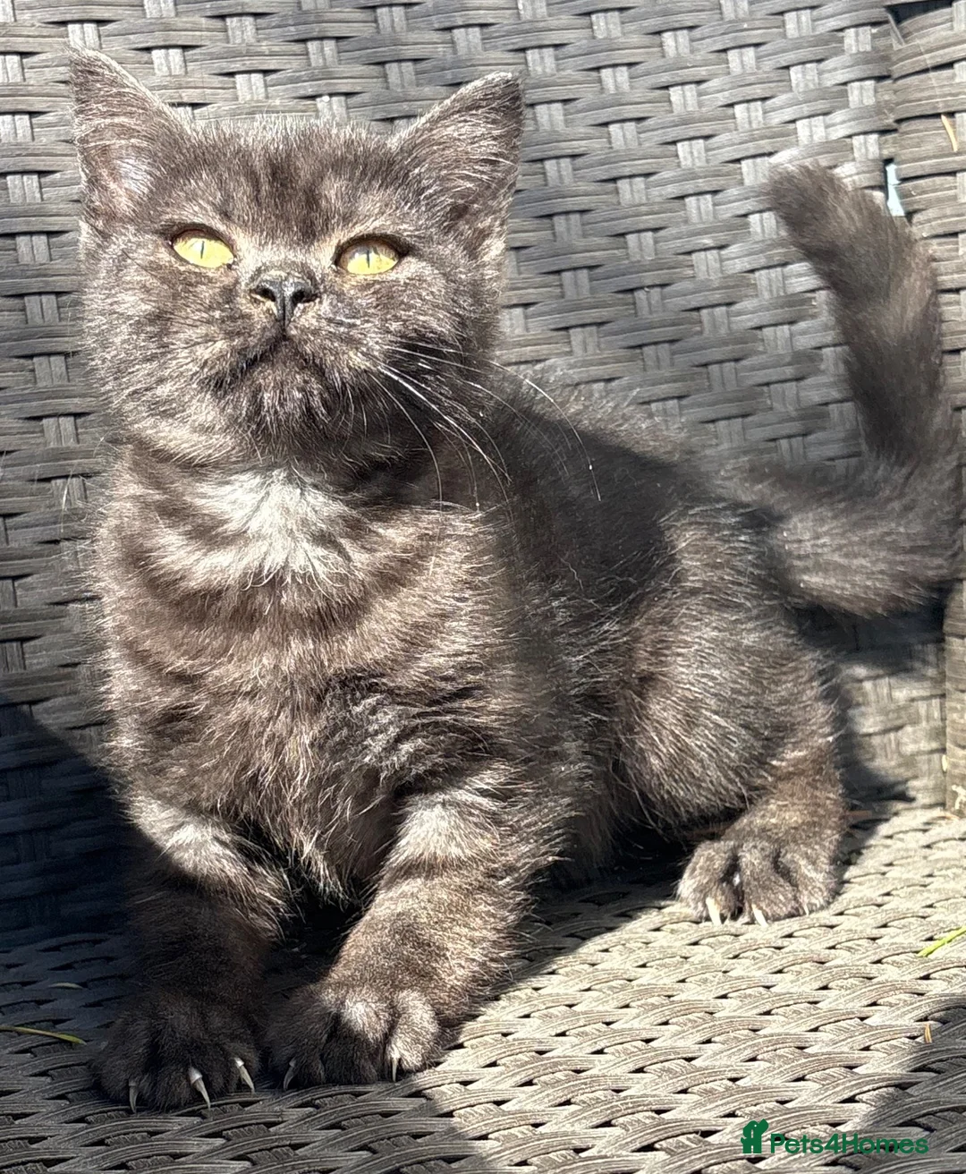 British Shorthair cats for sale: British short hair X Scottish fold  - Advert 2