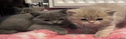British Shorthair cats for sale: Beautiful British Shorthair kittens  - Advert 6
