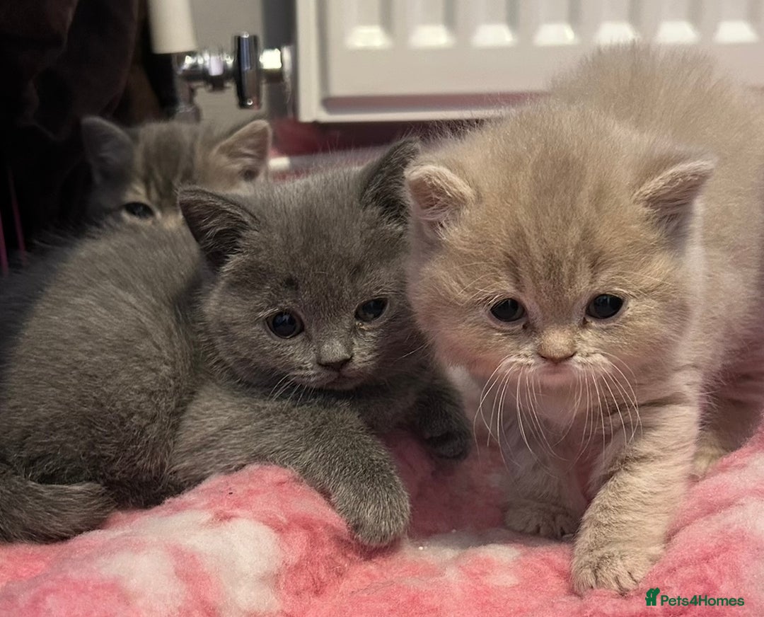 British Shorthair cats for sale: Beautiful British Shorthair kittens  - Advert 6