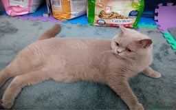 British Shorthair cats for sale: British  blue shorthair  kittens  - Image 6