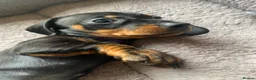 Miniature Dachshund dogs for sale: Miniature dachshund 3 boys 5 girls - Advert 2