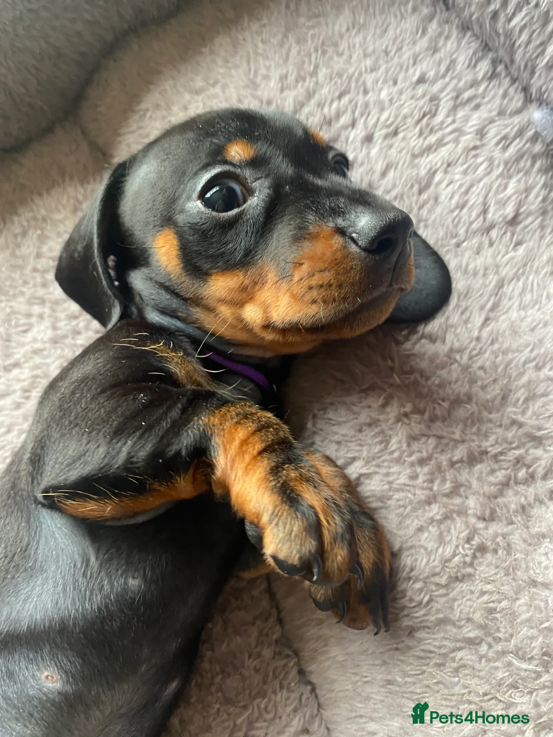 Miniature Dachshund dogs for sale: Miniature dachshund 3 boys 5 girls - Advert 2
