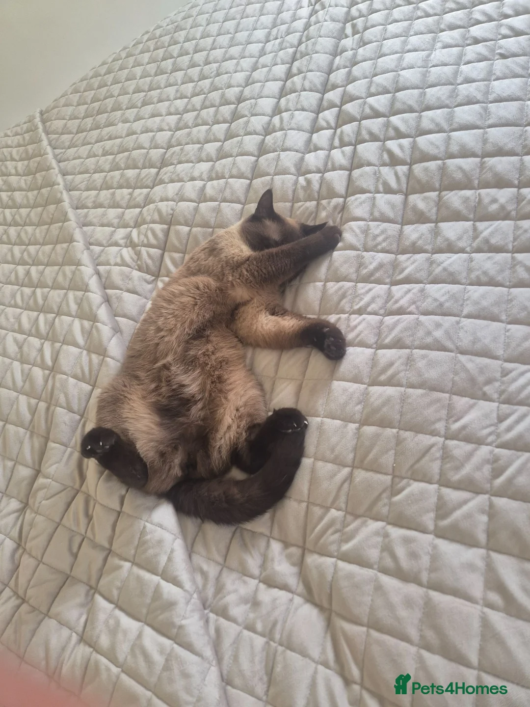 British Shorthair cats for sale: Missy & Cookie - Advert 2