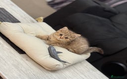 British Shorthair cats for sale: British shorthair  - Image 9