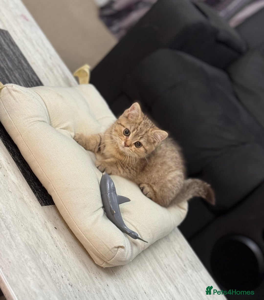 British Shorthair cats for sale: British shorthair  - Image 9