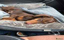 Dachshund dogs for sale: Beautiful boy  - Image 1