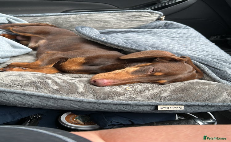Dachshund dogs - Advert 1