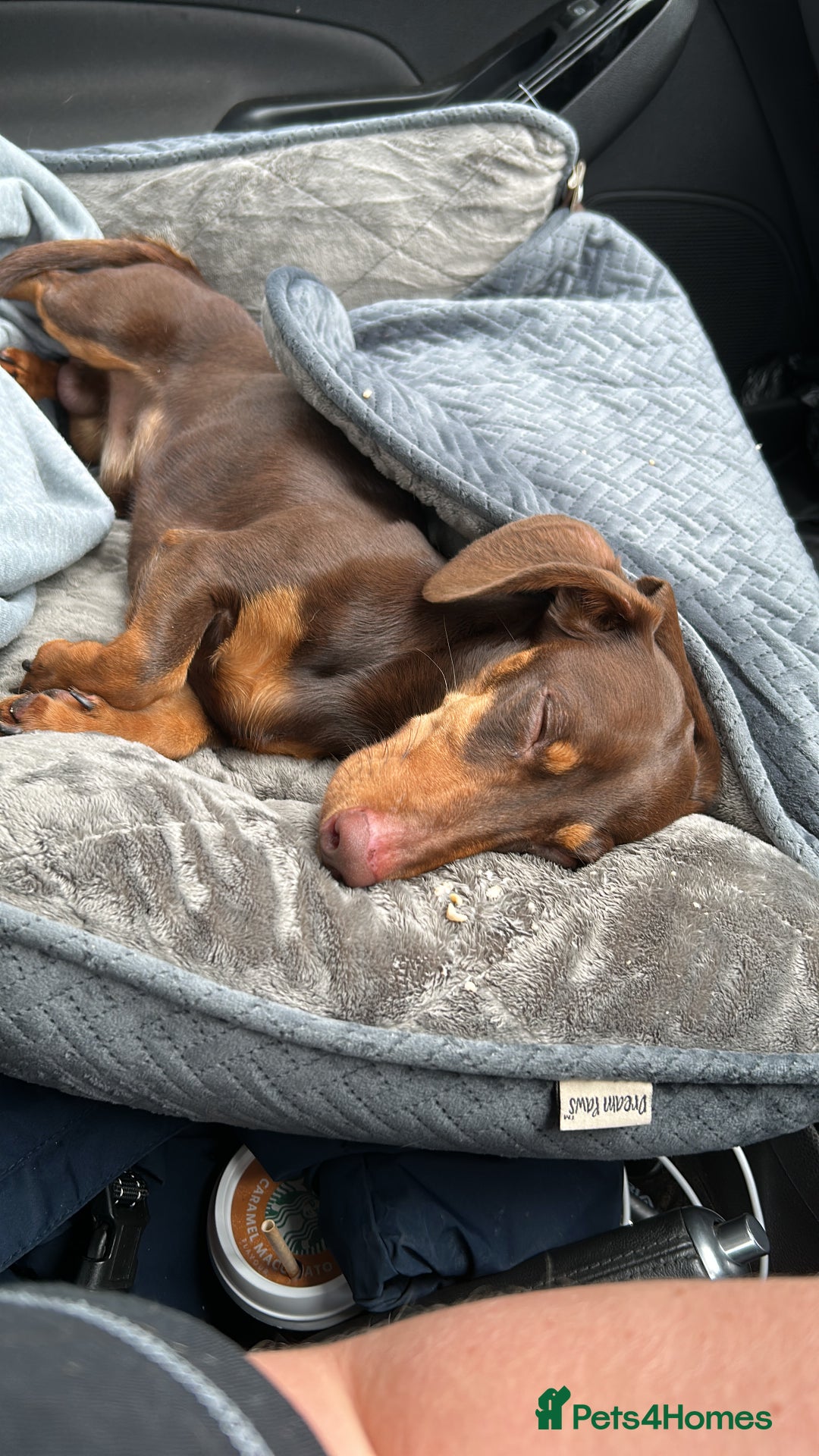 Dachshund dogs for sale: Beautiful boy  - Image 1