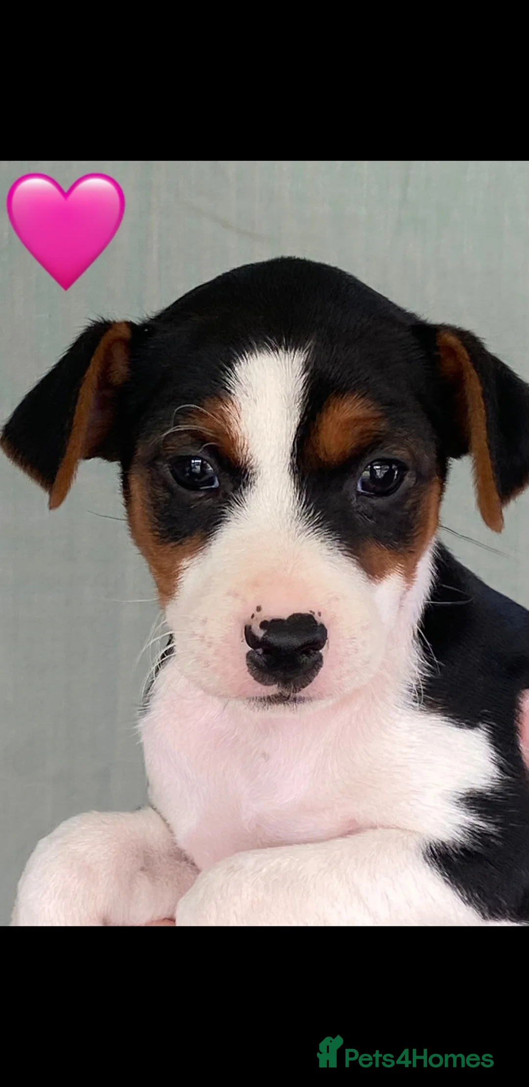 Jack Russell dogs for sale: Stunning jack russell puppies  in Reading - Advert 14