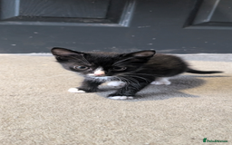 Mixed Breed cats for sale: 2 girl kittens for sale.  - Image 2