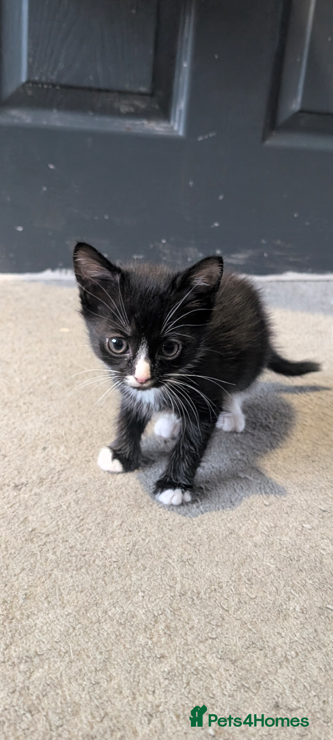 Mixed Breed cats for sale: 2 girl kittens for sale.  - Image 2