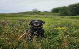 Mixed Breed dogs for adoption: 🐾Java sweet girl needs her forever home 🐾❤️ - Image 7