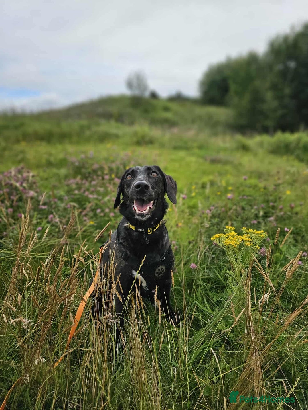 Mixed Breed dogs for adoption: 🐾Java sweet girl needs her forever home 🐾❤️ - Image 7