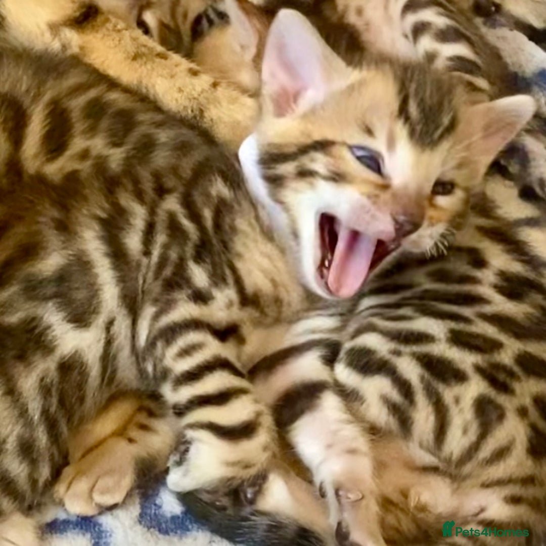 Bengal cats for sale: ⭐️ 1 LEFT!! - STUNNING TICA REG BENGAL CUBS ⭐️ - Image 6