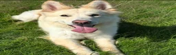 German Shepherd dogs for sale: Intelligent German Shepherd Puppies for Sale in Norwich - Advert 9