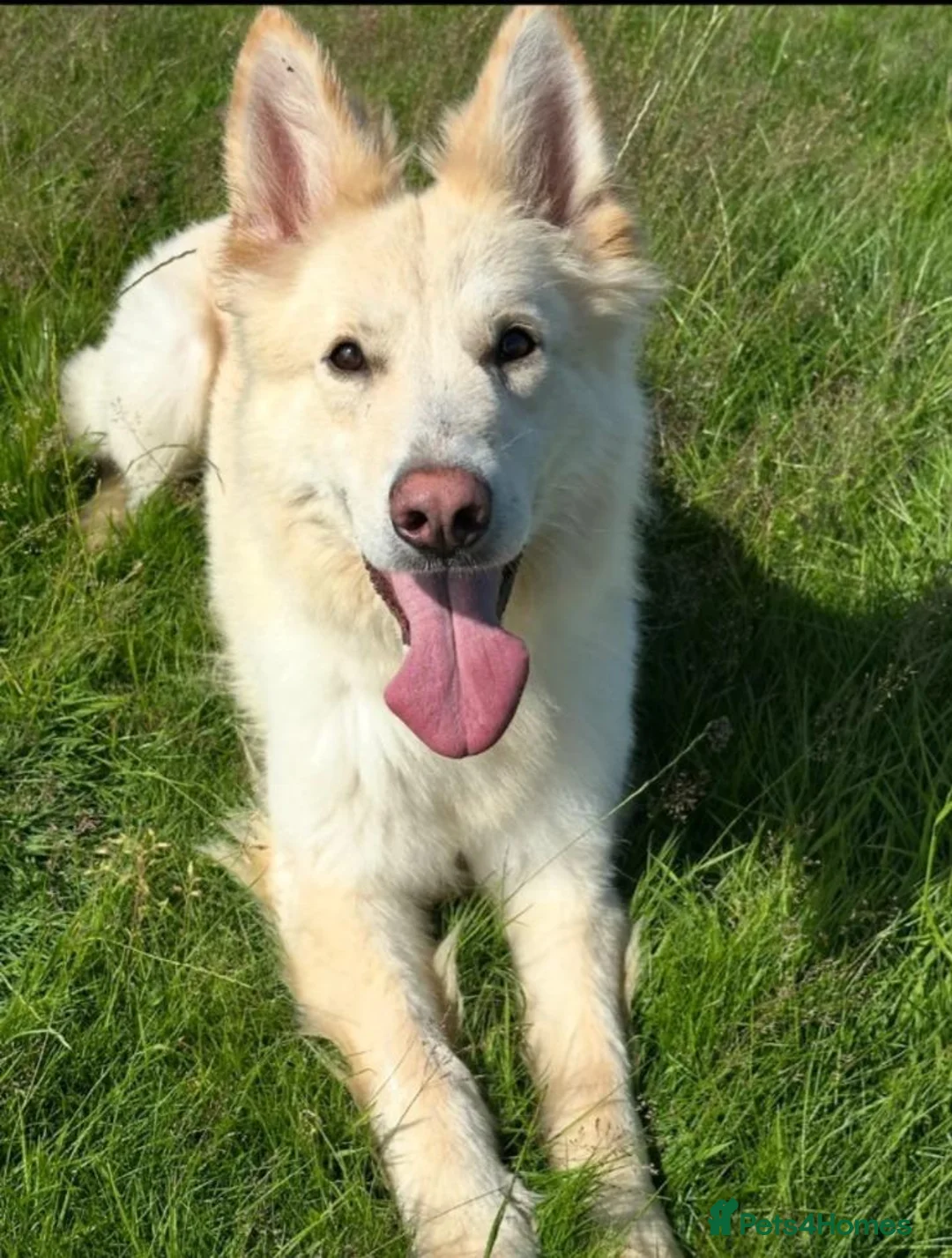 German Shepherd dogs for sale: Intelligent German Shepherd Puppies for Sale in Norwich - Advert 9