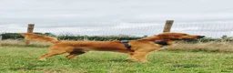 Sprocker dogs for sale: Gorgeous Sprocker for rehome - Advert 4