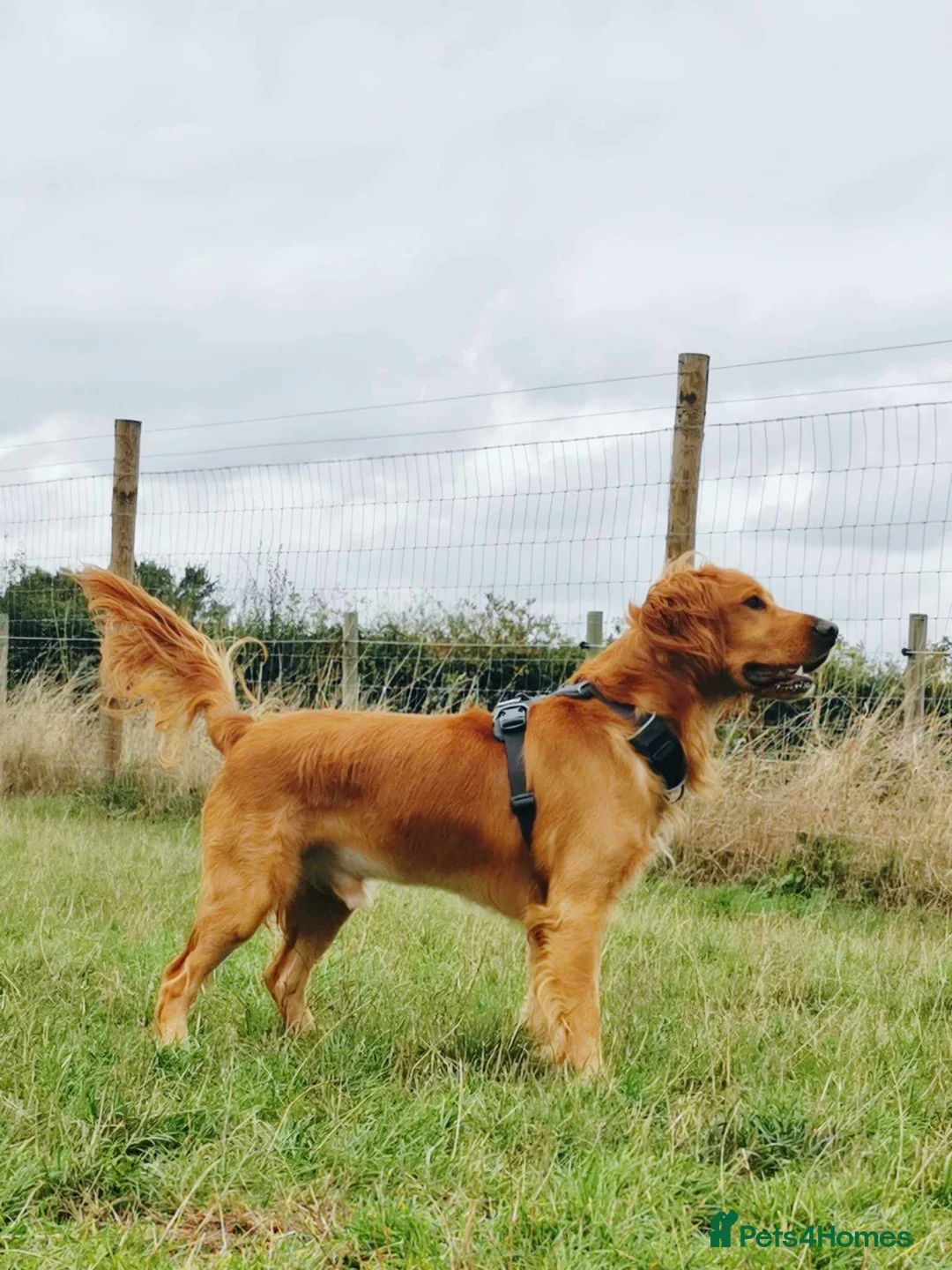 Sprocker dogs for sale: Gorgeous Sprocker for rehome - Advert 4