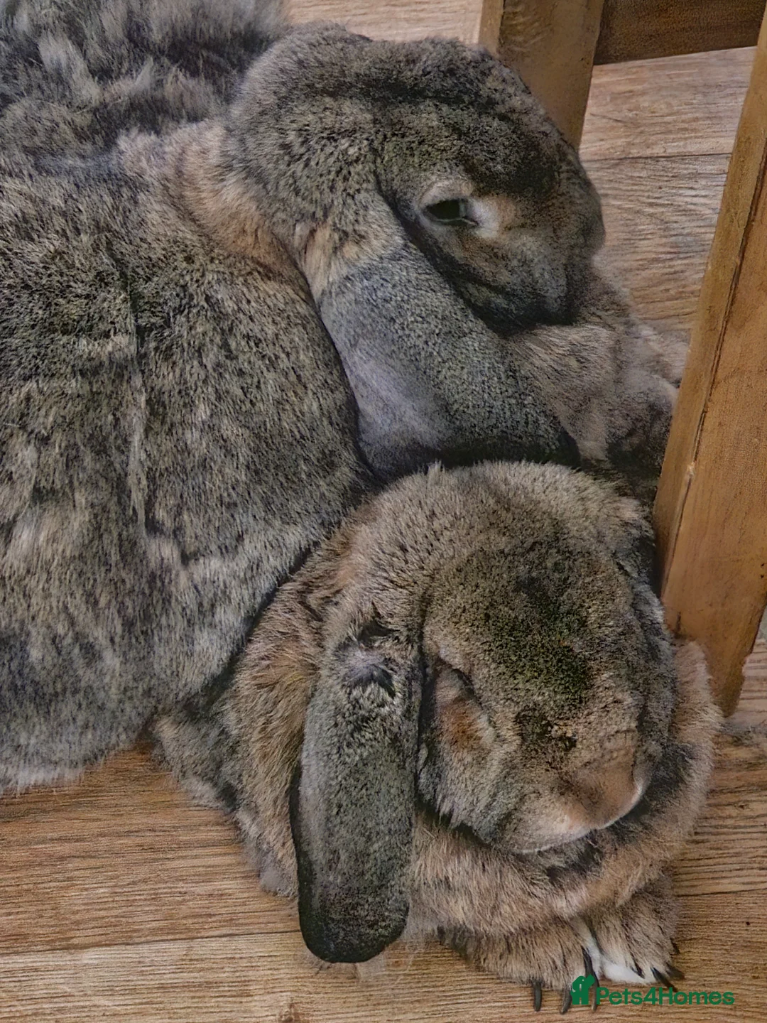 Continental Giant rabbits for sale: Two continental giants  - Advert 1