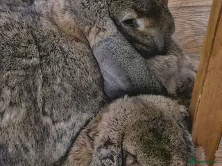 Continental Giant rabbits Two continental giants - Advert 1