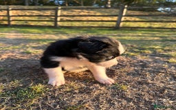 Border Collie dogs for sale: 10 Beautiful Border Collie Puppies - Image 21