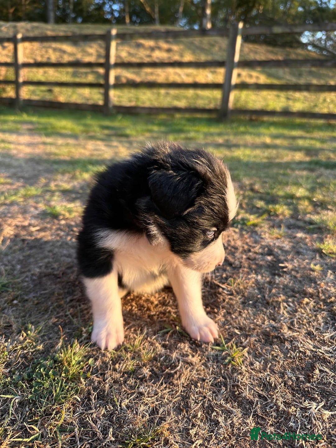 Border Collie dogs for sale: 10 Beautiful Border Collie Puppies - Image 21