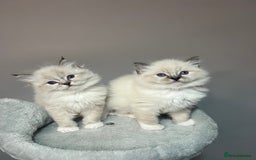 Ragdoll cats for sale: Registered Ragdolls kittens for sale - Image 21