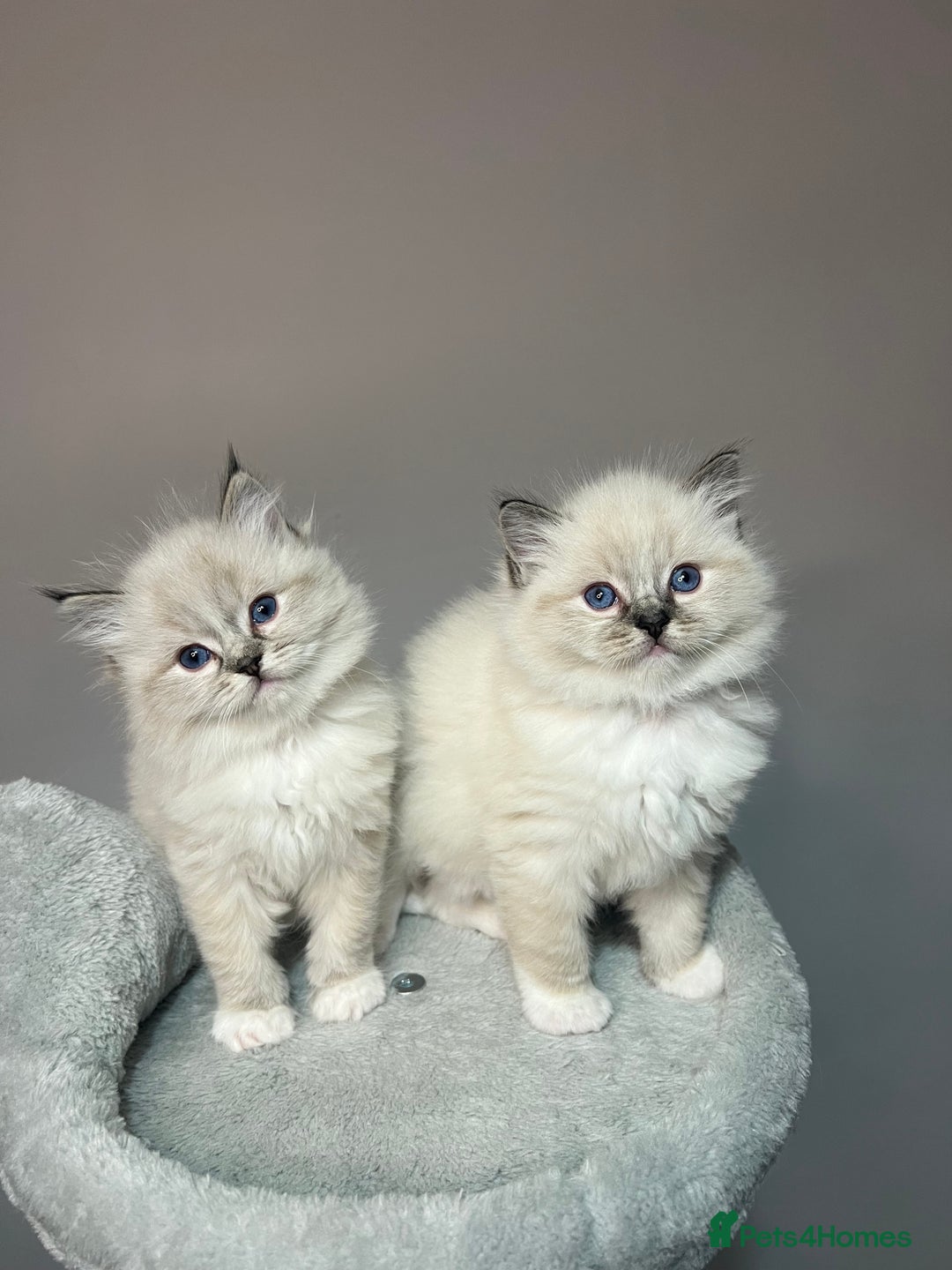 Ragdoll cats for sale: Registered Ragdolls kittens for sale - Image 21