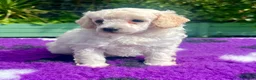 Toy Poodle dogs for sale: KC reg toy Poodles - Advert 6