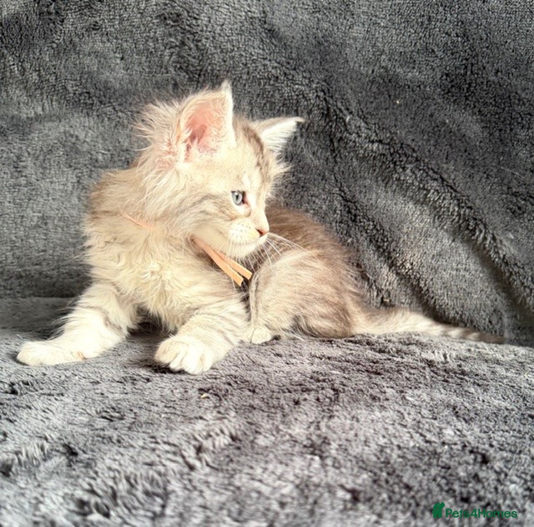 Maine Coon cats for sale: 🐾 TICA-Registered Maine Coon Kittens🐾 - Advert 38
