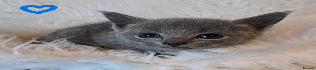 Russian Blue Kitten 2