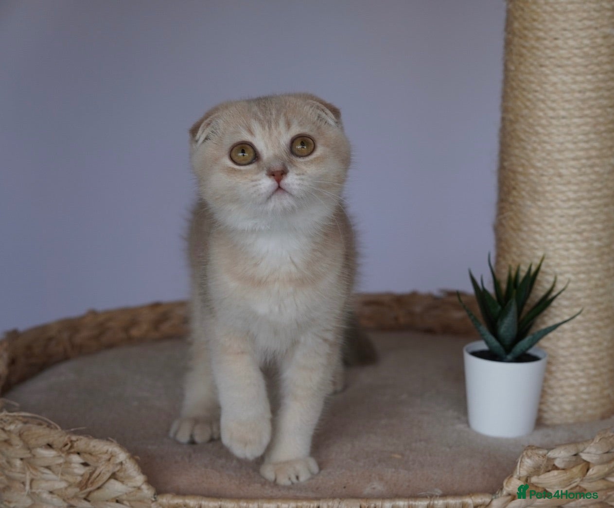 Scottish Fold cats 🌸beautiful long hair and short haired kittens🌸 - Advert 1
