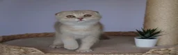 Scottish Fold cats for sale: 🌸beautiful long hair and short haired kittens🌸 - Advert 1