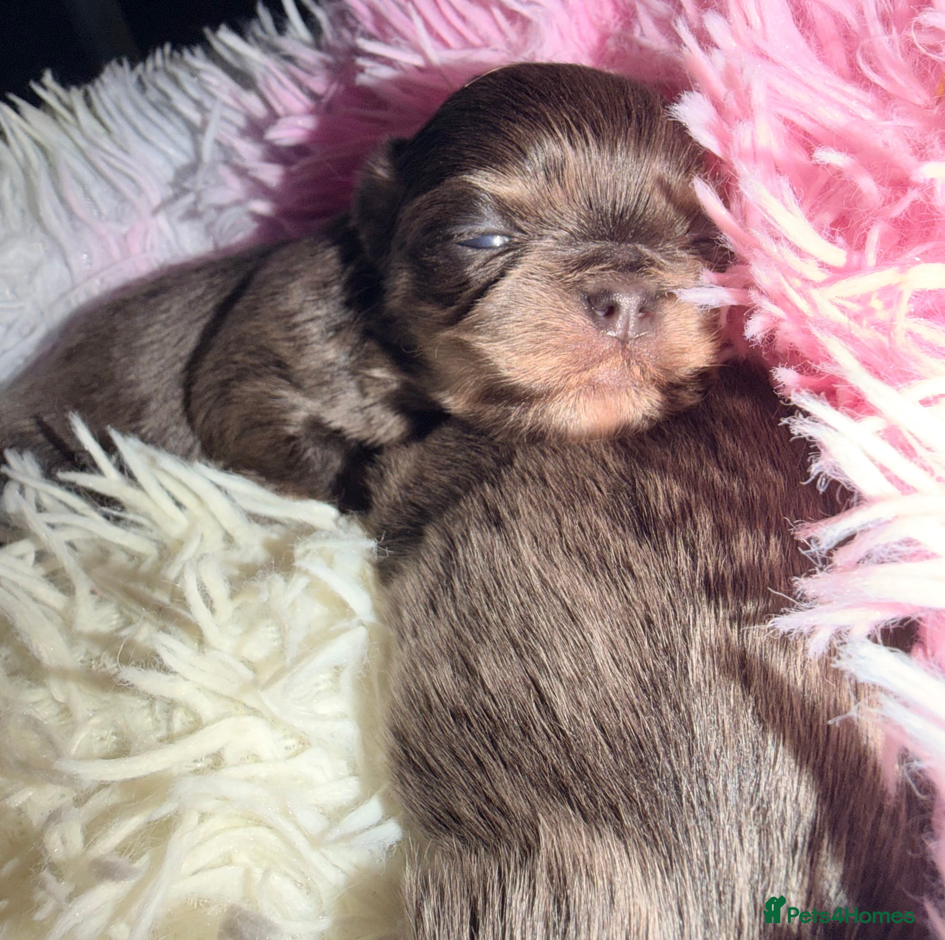 Mixed Breed dogs Tini malchi puppies  - Advert 18