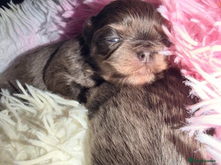 Mixed Breed dogs Tini malchi puppies - Advert 18