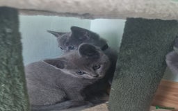 Russian Blue cats for sale: Beautiful full Russian blue kittens  - Image 9