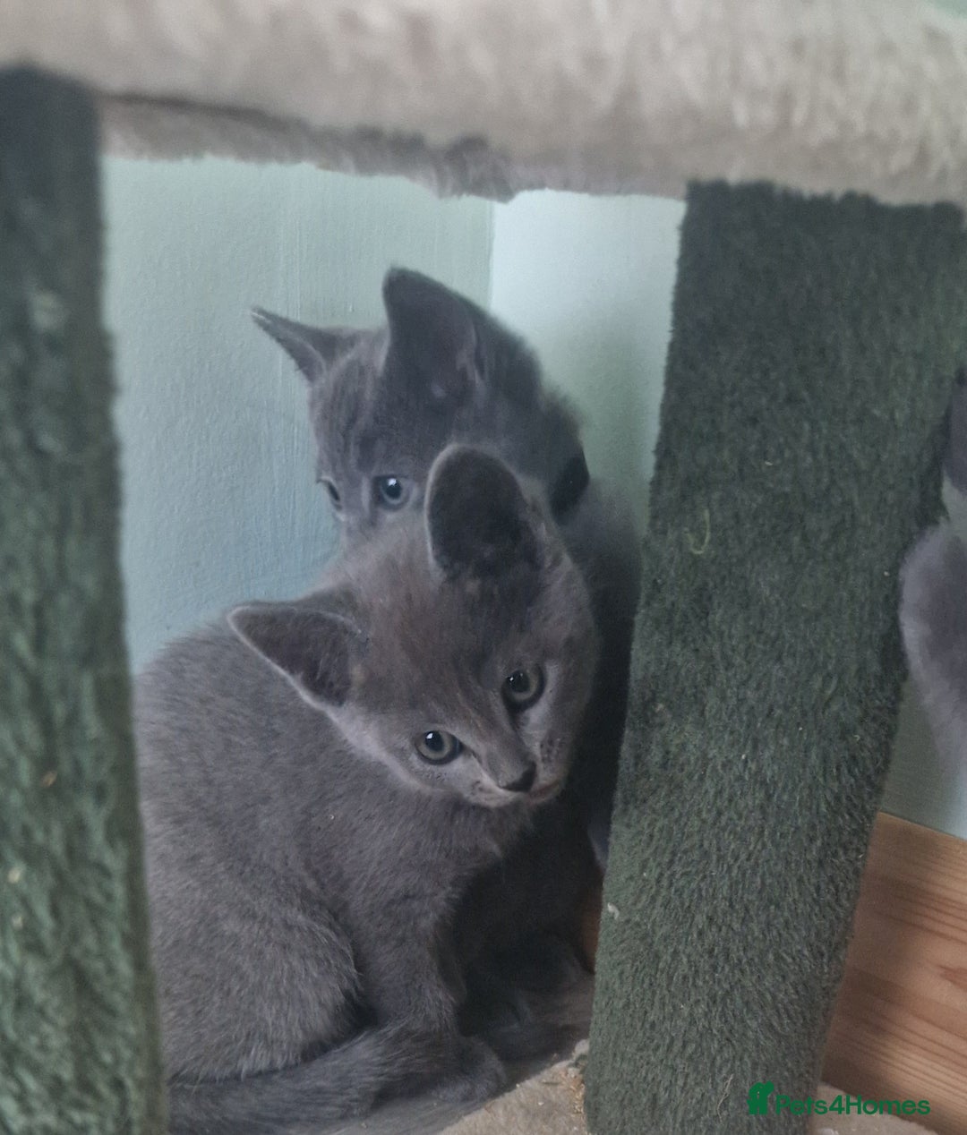 Russian Blue cats for sale: Beautiful full Russian blue kittens  - Image 9