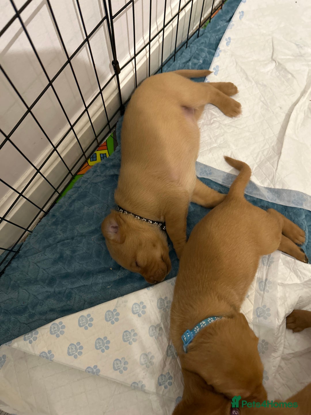 Labrador Retriever dogs for sale: Fox red labrador pups Glasgow  - Advert 22