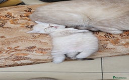 Scottish Fold cats for sale: Scottish fold kittens with blue eyes  - Image 11