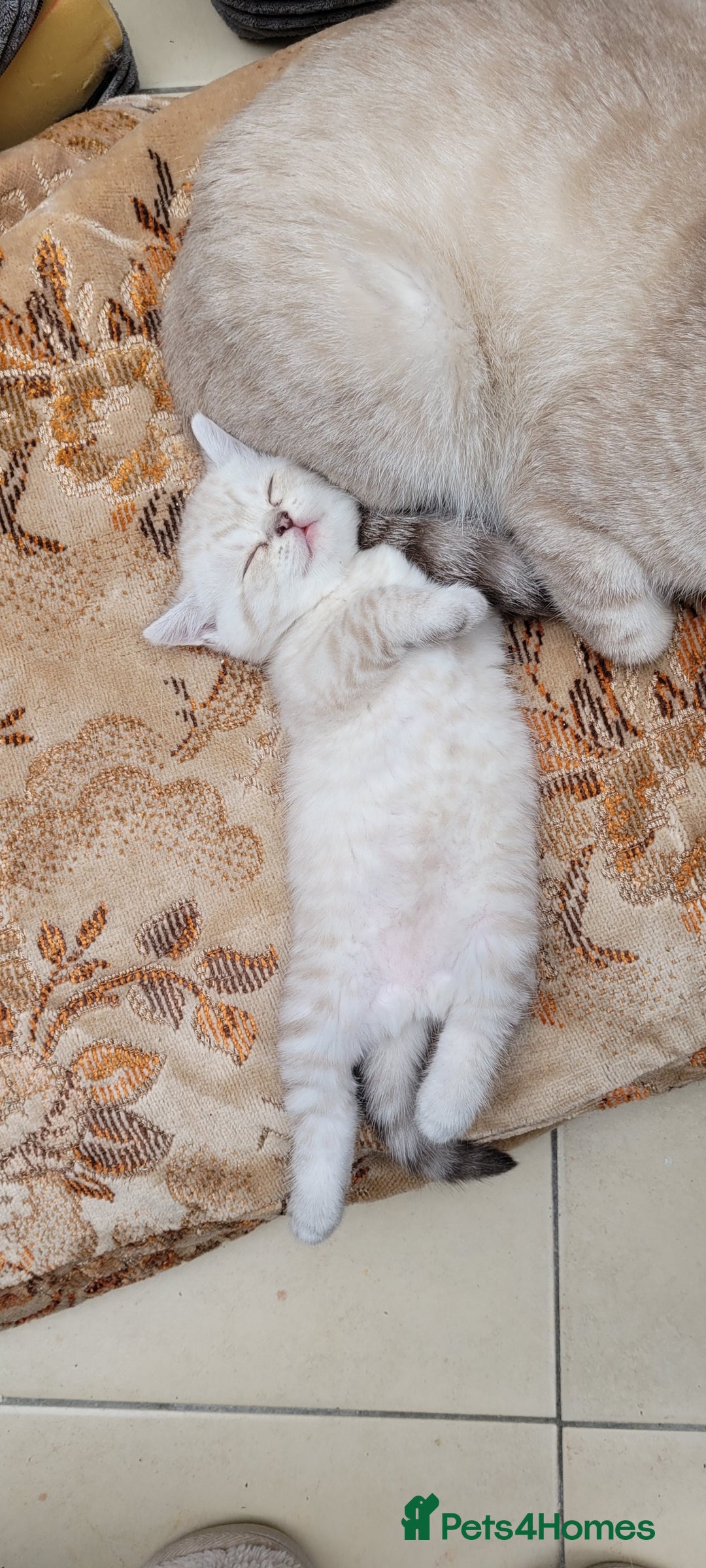 Scottish Fold cats for sale: Scottish fold kittens with blue eyes  - Image 11