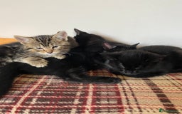 Mixed Breed cats for sale: Beautiful Kittens - Image 6