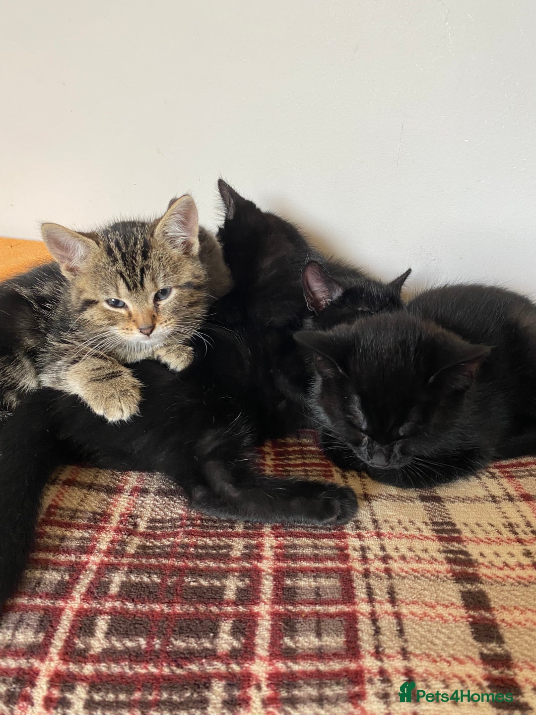 Mixed Breed cats for sale: Beautiful Kittens - Image 6